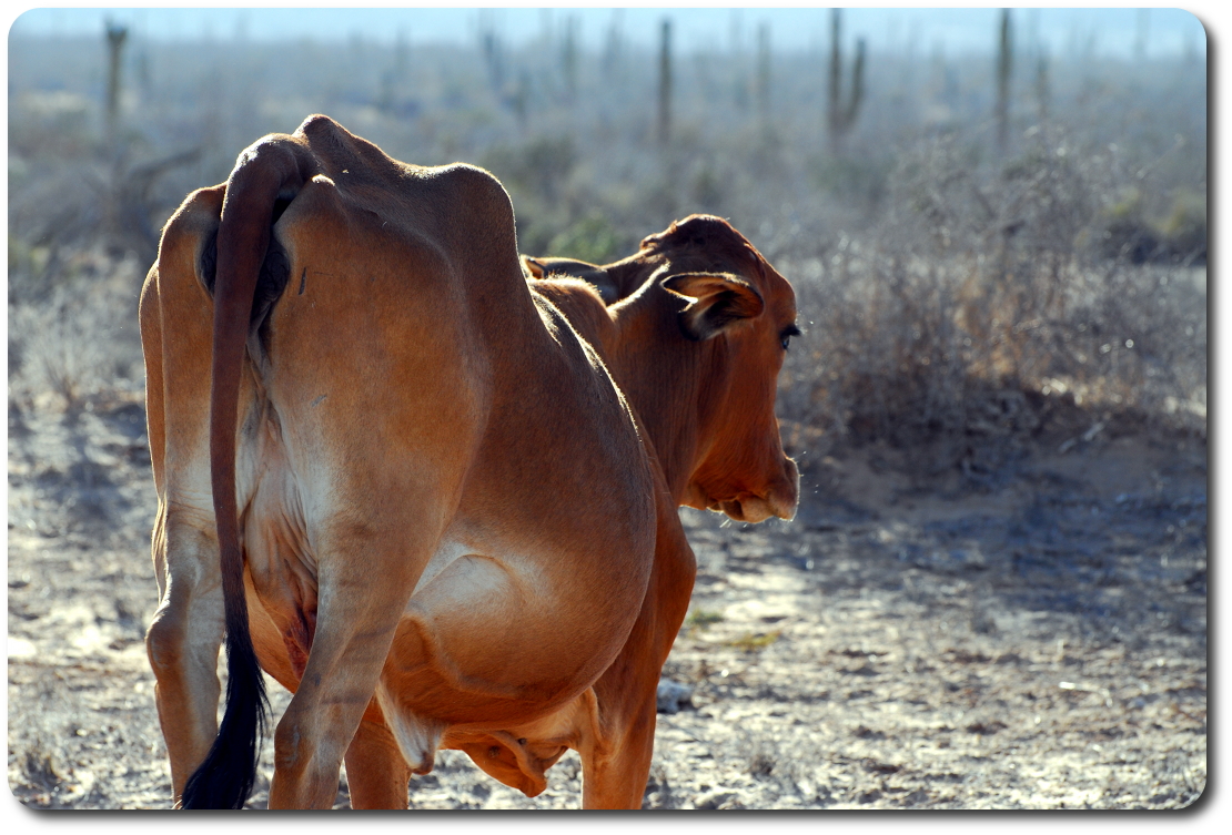 baja cow