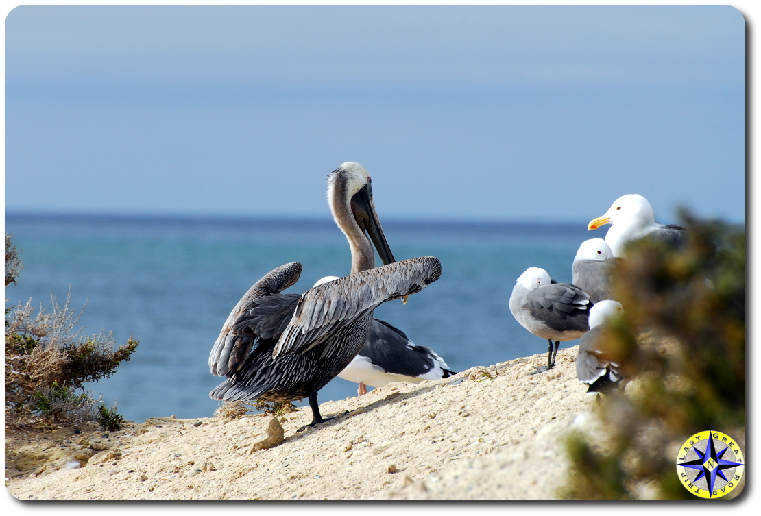 scorpion bay pelican and gulls