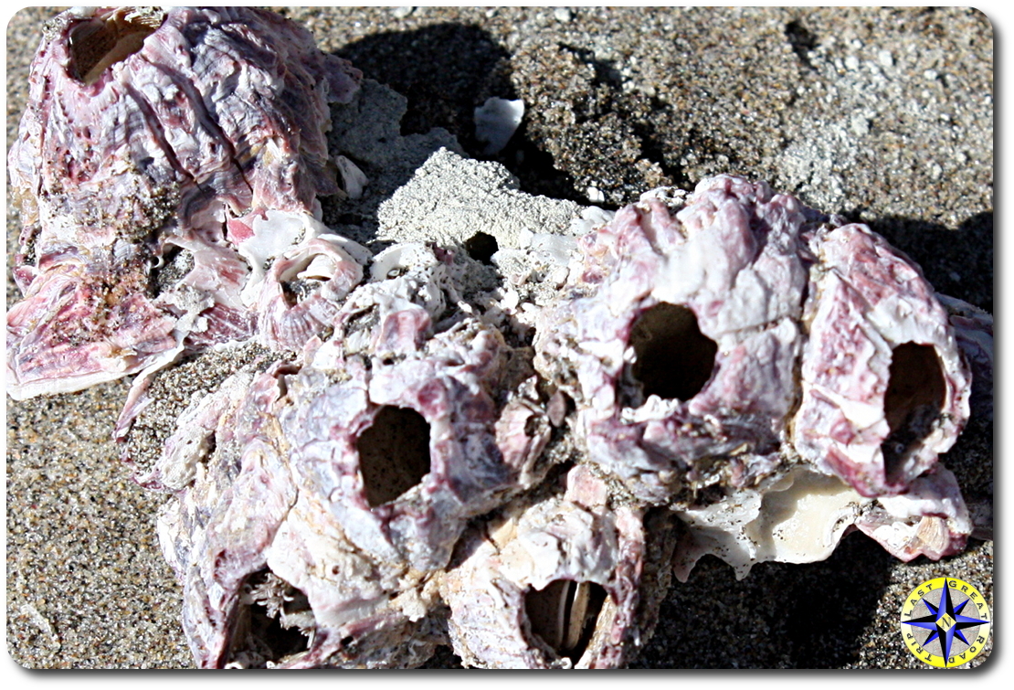 pink beach shells on sand