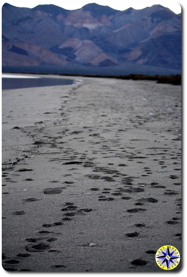 animal tracks beach sand Bahía de los Ángeles