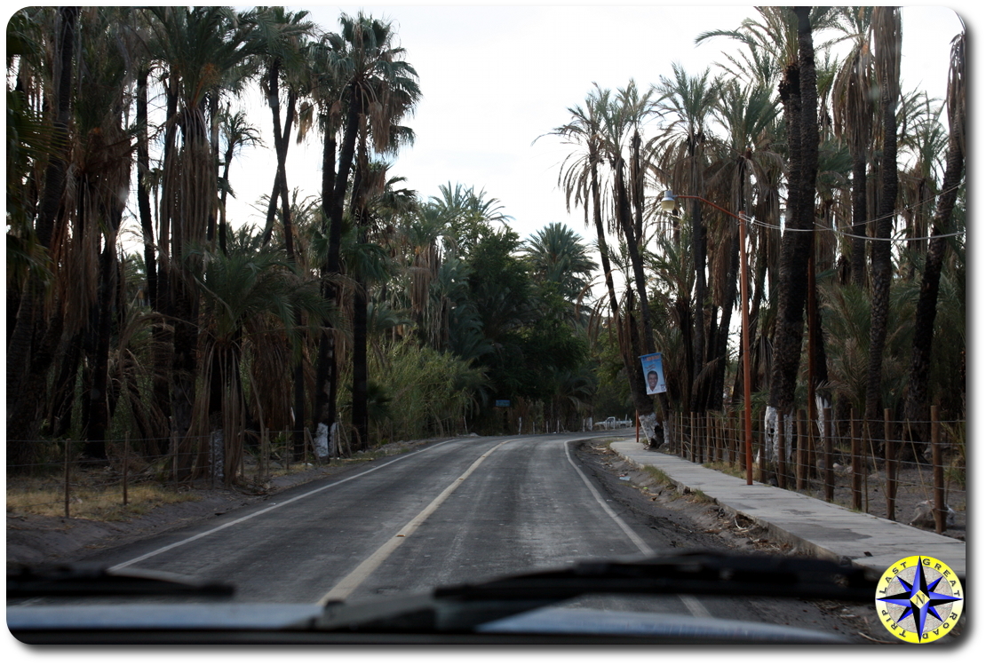 baja mexico oasis palm trees