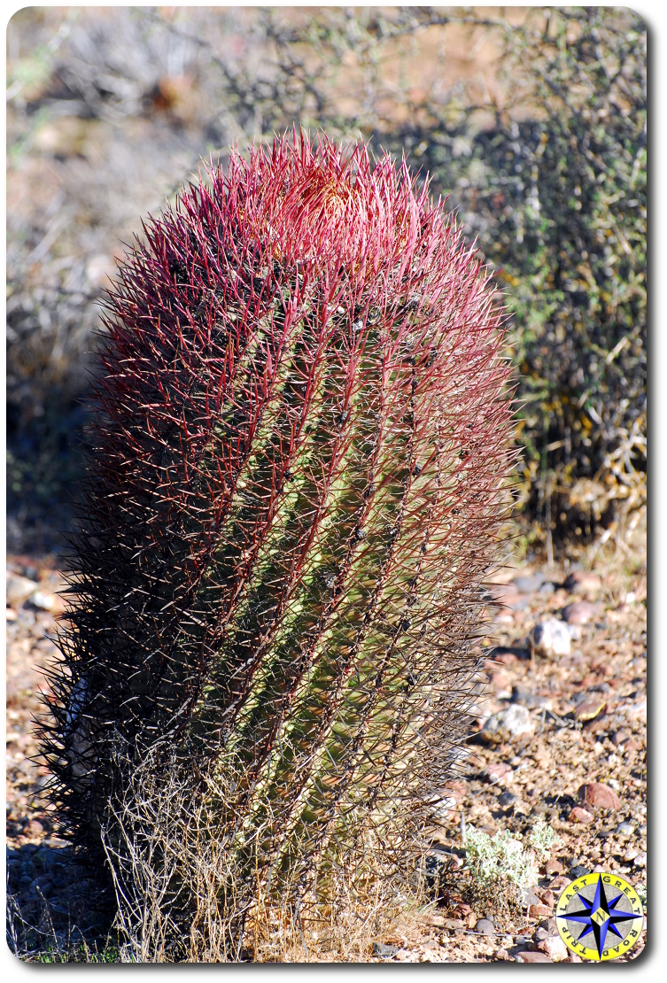 cactus growing in baja mexico