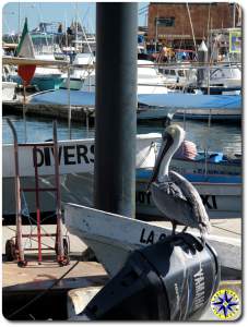 pelican boat