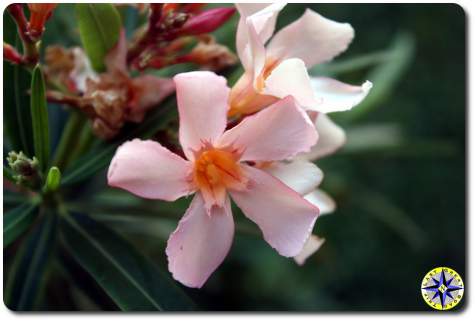 pink flower