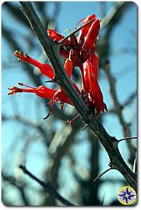 red cactus flowers baja mexico