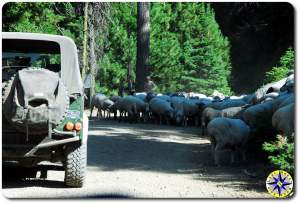 herd of sheep on the road