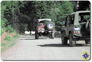 sheep crossing road fj40 D90