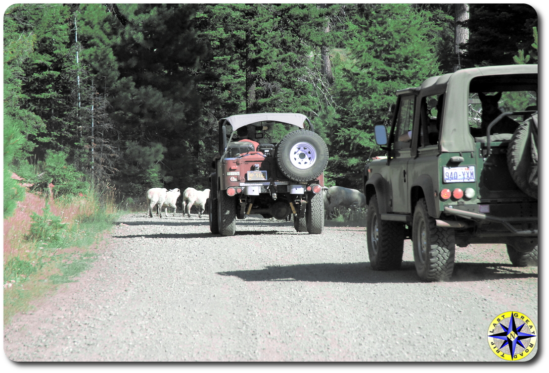 sheep crossing