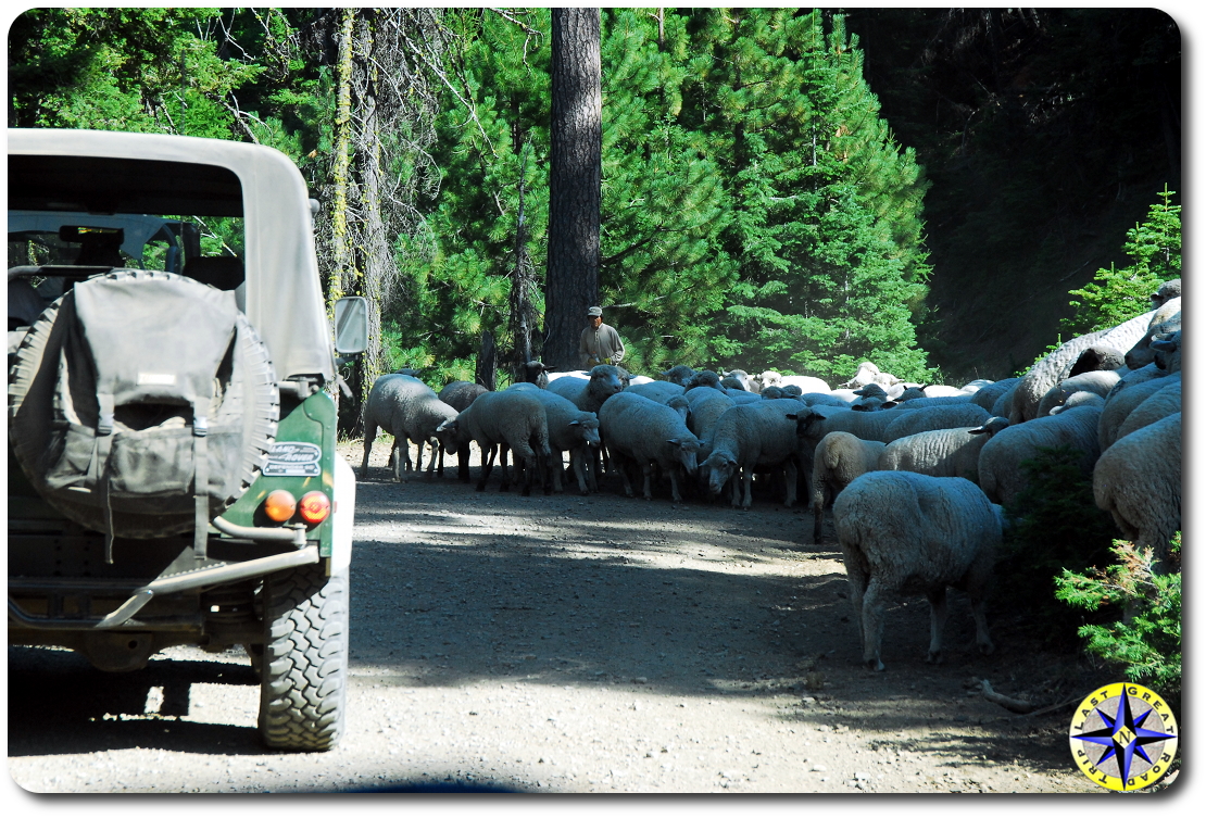 sheep on the road