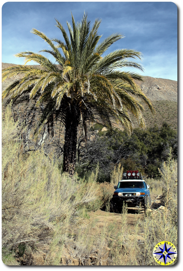 baja palm tree