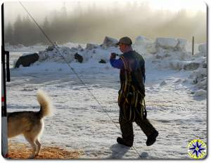 musher with dog harnesses