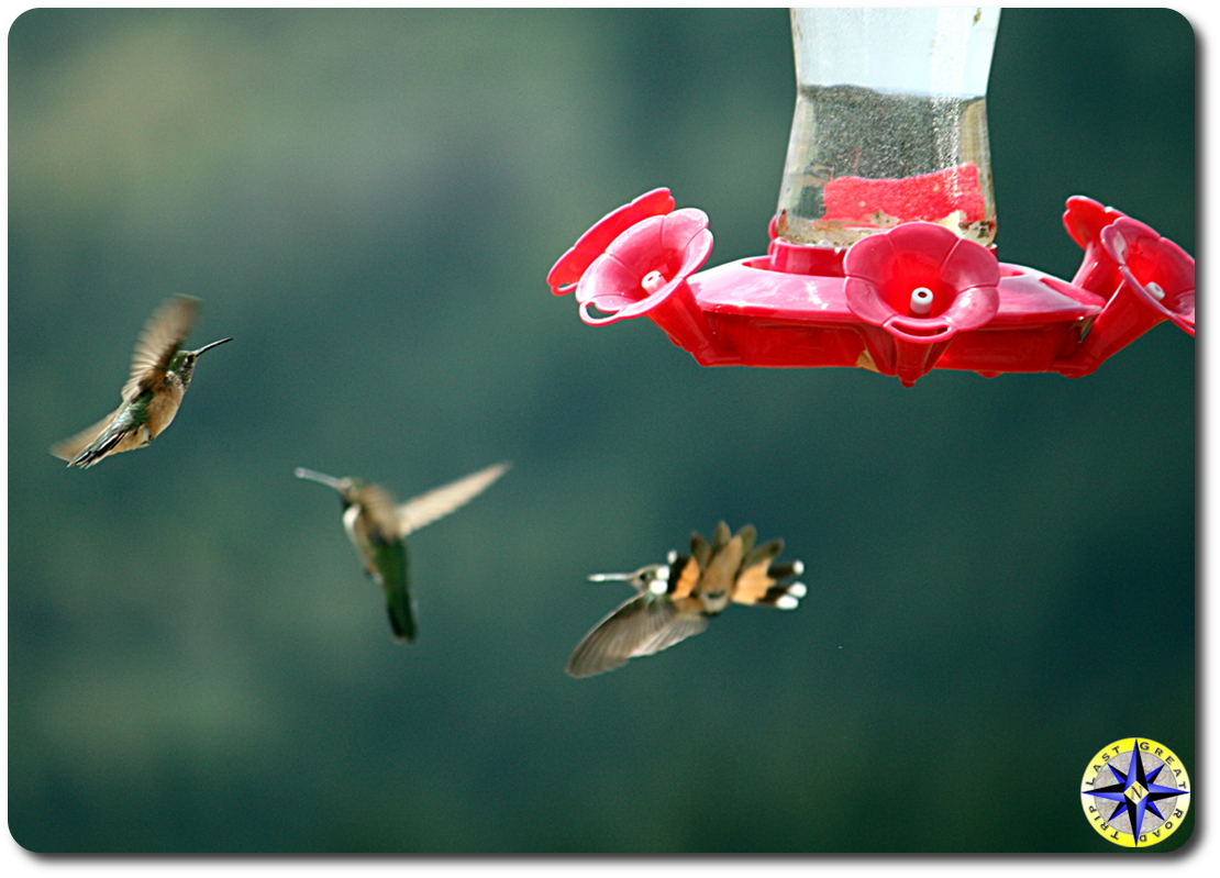 humming birds
