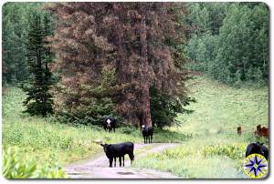 cows on trail