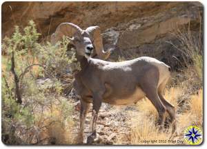 big horn sheep