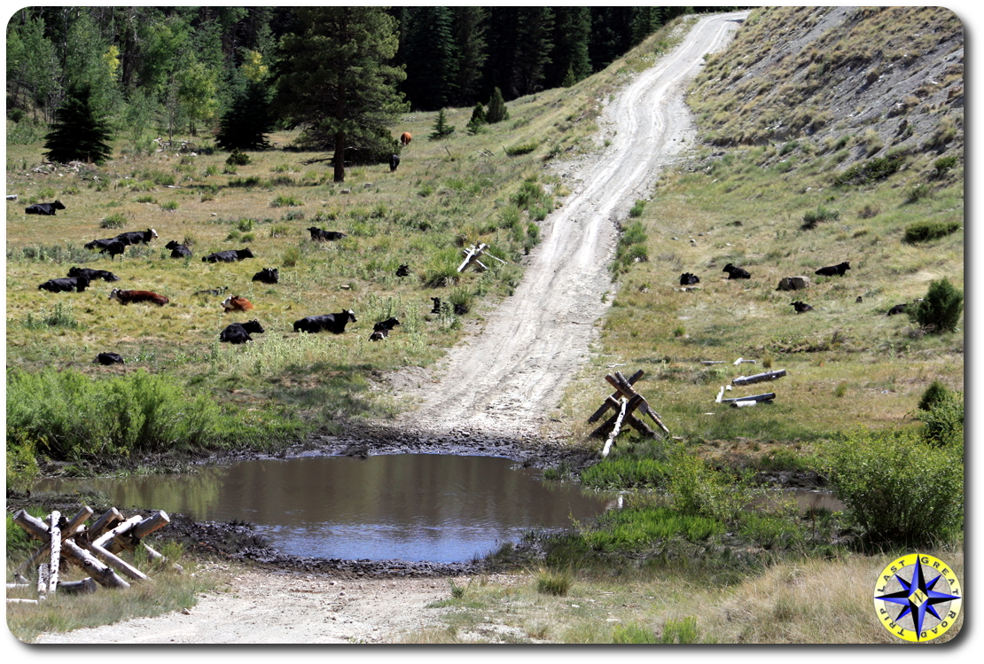 open range cattle by dirt road