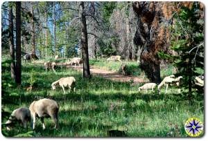 sheep in the morning