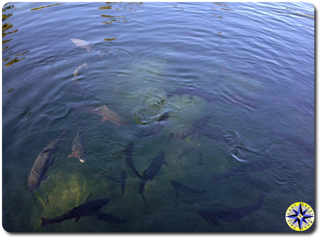 brood stock trout