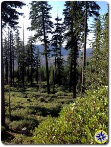 central oregon forest view