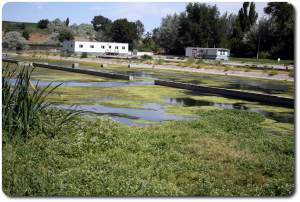 mossy cement pond