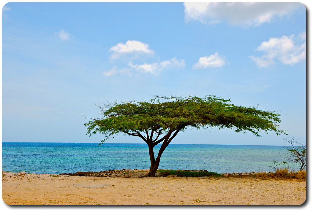 aruba beach tree