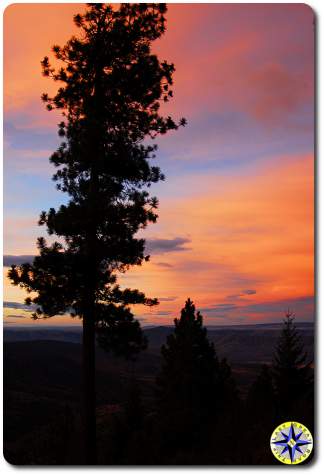 sunset tree silhouette