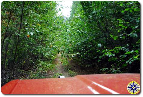 overgrown 4x4 trail