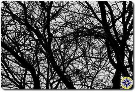 leafless tree branches