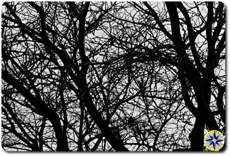 leafless tree branches