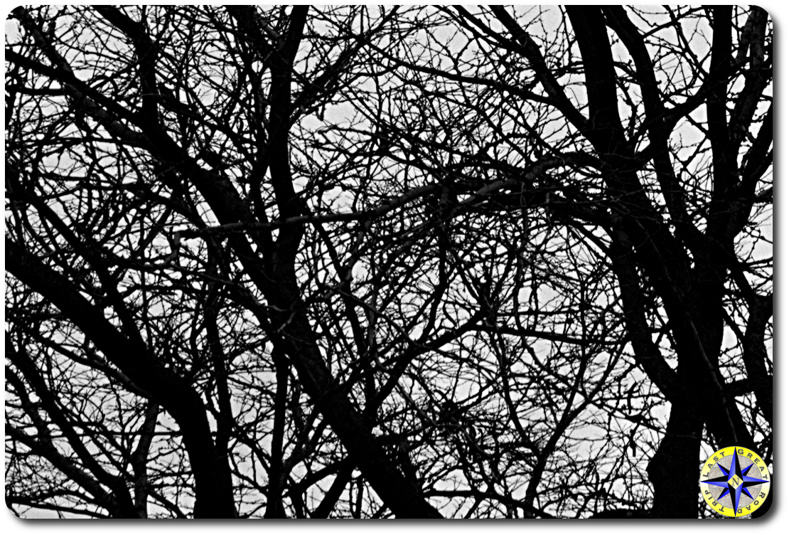 leafless tree branches