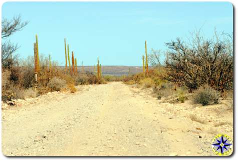 baja mexico dirt road cactus