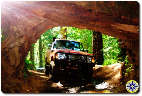 red toyota bj60 cedar tree