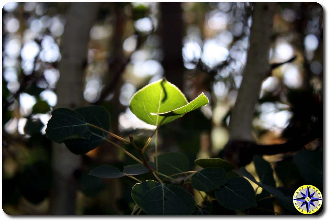 sun on aspen leaf