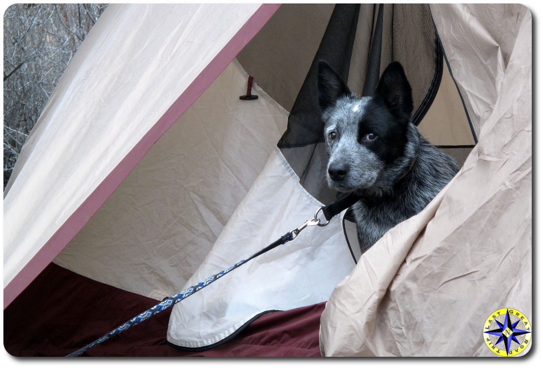 blue heeler