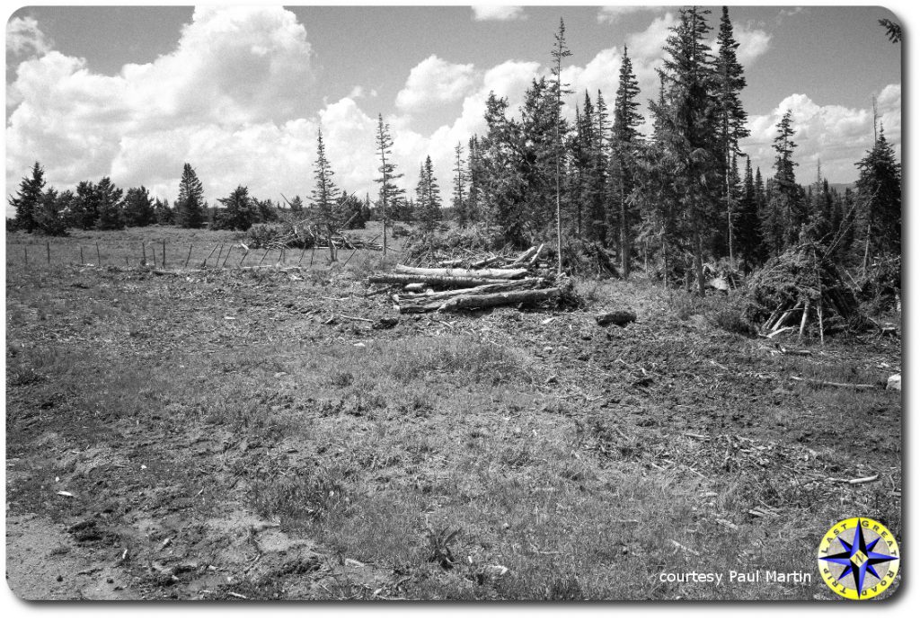 utah forest meadow