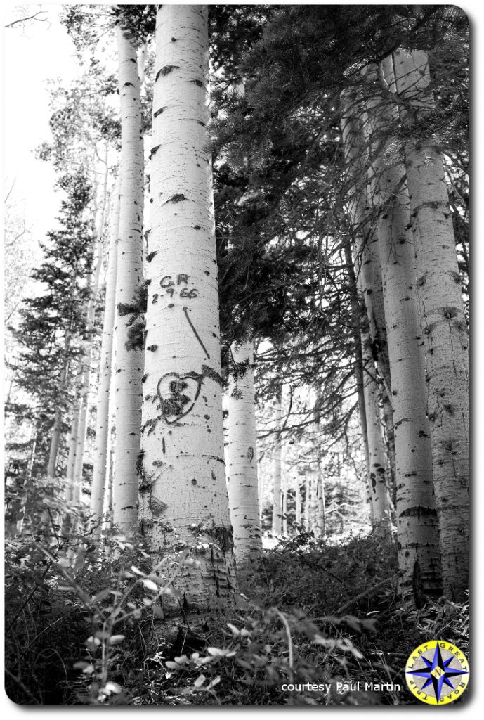 mountain aspin trees