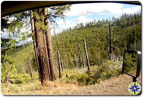 mountain tree view from car