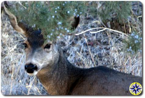 black tail deer