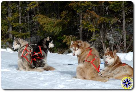 4 siberian husky sled dogs in harness