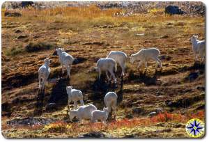 daul sheep arctic circle