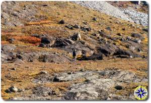 hiking alaska brooks range foothills