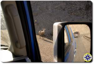 rock sheep on road