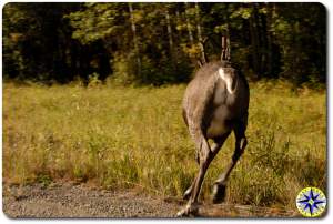 caribou running away