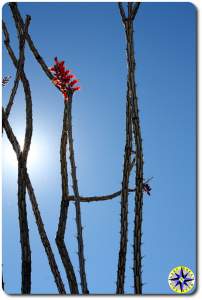 red cactus flower baja mexico