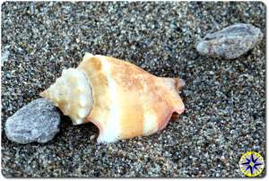 close up shell beach sand