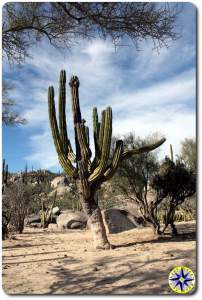 cactus in baja mexico hils