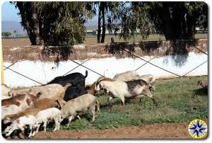 road side goats road side goats