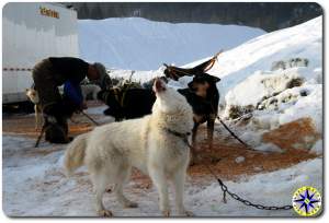sled dogs howling