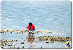 shellfish harvest