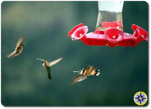 humming birds at feeder